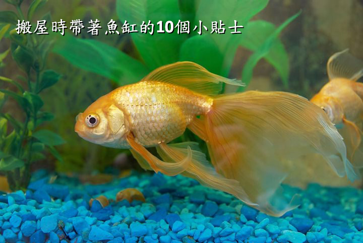 香港搬屋魚缸小貼士 - 明朗建議